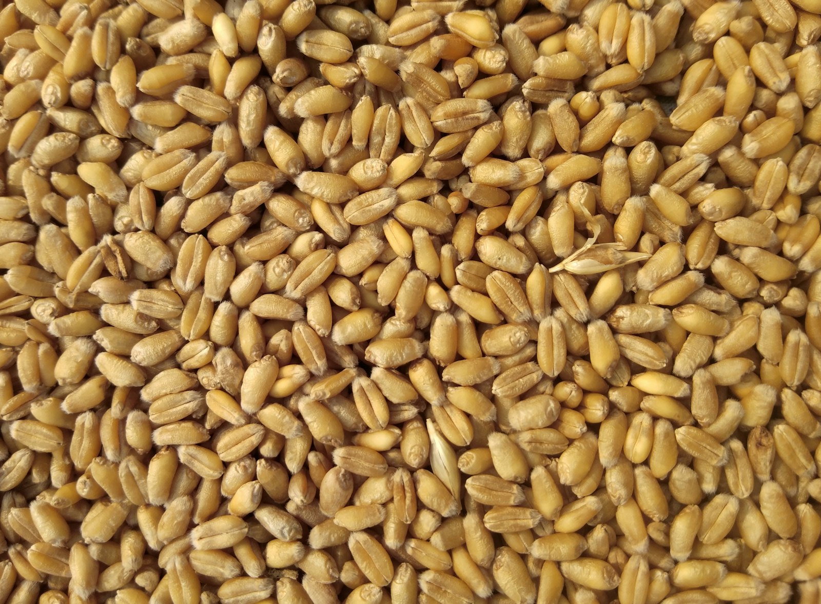 Getreideähren in Nahaufnahme